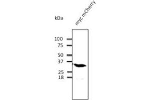 Anti-mChery Ab at 1/1,000 dilution; 293 Cells transfected with myc-mCherry; lysates at 100 µg per lane; rabbit polyclonal  to goat lgG (HRP) at 1/10,000 dilution; (mCherry antibody)