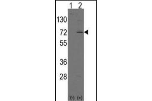 Western blot analysis of LINGO1 (arrow) using rabbit polyclonal LINGO1 Antibody (N-term) (ABIN391440 and ABIN2841427). (LINGO1 antibody  (N-Term))