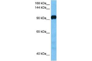 Host:  Mouse  Target Name:  ATP2A3  Sample Tissue:  Mouse Liver  Antibody Dilution:  1ug/ml (ATP2A2 antibody  (C-Term))