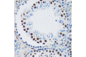 Immunohistochemistry of paraffin-embedded Mouse testis using PSPC1 Rabbit pAb (ABIN6132925, ABIN6146363, ABIN6146364 and ABIN6224928) at dilution of 1:100 (40x lens). (PSPC1 antibody  (AA 1-70))