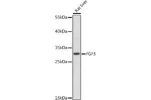Western blot analysis of extracts of Rat liver, using FGF3 Rabbit pAb (ABIN7267186) at 1:1000 dilution. (FGF3 antibody  (AA 1-100))