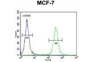 Flow cytometric analysis of MCF-7 cells (right histogram) compared to a negative control cell (left histogram) using NKPD1  Antibody (C-term), followed by FITC-conjugated goat-anti-rabbit secondary antibodies. (NKPD1 antibody  (C-Term))