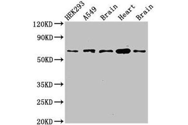 PXK antibody  (AA 1-200)