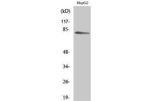 Western Blotting (WB) image for anti-Myristoylated Alanine-Rich Protein Kinase C Substrate (MARCKS) (Ser782) antibody (ABIN3185461)