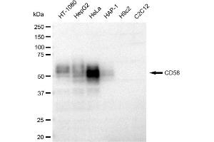 Western blotting analysis using CD58 antibody (ABIN7797977). (Recombinant CD58 antibody)