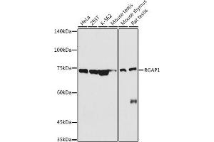 Western blot analysis of extracts of various cell lines, using RG antibody (ABIN6127968, ABIN6146621, ABIN6220915 and ABIN6220916) at 1:500 dilution. (RACGAP1 antibody  (AA 353-632))