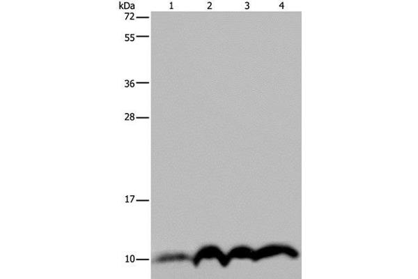 NDUFA4 antibody