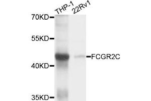 Western blot analysis of extracts of THP-1 and 22Rv1 cells, using FCGR2C antibody. (FCGR2C antibody)