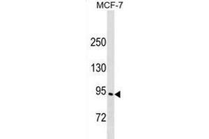 Western Blotting (WB) image for anti-Engulfment and Cell Motility 3 (ELMO3) antibody (ABIN2999682)