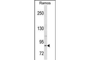 Western blot analysis in Ramos cell line lysates (35ug/lane). (RXFP2 antibody  (C-Term))