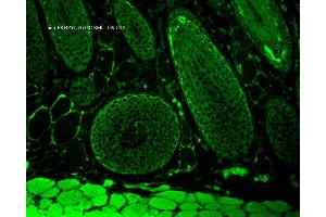 Immunohistochemistry analysis using Mouse Anti-FKBP52 Monoclonal Antibody, Clone Hi52C . (FKBP4 antibody  (HRP))