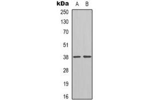 Western blot analysis of Inhibin beta E expression in L929 (A), rat heart (B) whole cell lysates. (INHBE antibody  (C-Term))