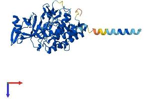 AlphaFold protein structure predicition of Human Recombinant FAM20B Protein, UniprotID O75063 (FAM20B Protein (AA 1-409) (His tag))