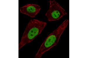Fluorescent image of A549 cell stained with TFD Antibody (C-term) (ABIN1537108 and ABIN2849445). (TFAP2D antibody  (C-Term))