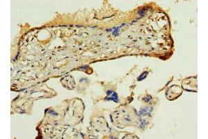 Immunohistochemistry of paraffin-embedded human placenta tissue using ABIN7165279 at dilution of 1:100 (PDIA5 antibody  (AA 22-262))
