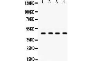 Western Blotting (WB) image for anti-Gap Junction Protein, gamma 2, 47kDa (GJC2) (AA 336-368), (C-Term) antibody (ABIN3042425)