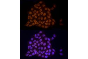 Immunofluorescence analysis of HeLa cells using TCE Rabbit mAb (ABIN7270877) at dilution of 1:25 (40x lens). (TCEA1 antibody)