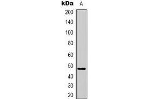 Western blot analysis of Serpin A3 expression in HepG2 (A) whole cell lysates. (SERPINA3 antibody)