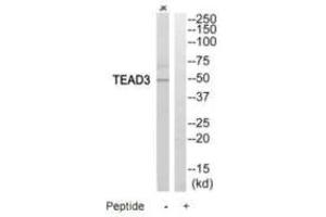 Western blot analysis of extracts from Jurkat cells, using TEAD3 antibody. (TEAD3 antibody)