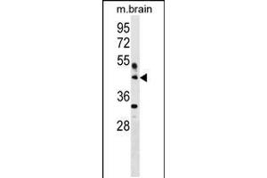 Western blot analysis in mouse brain tissue lysates (35ug/lane). (HAPLN4 antibody  (C-Term))