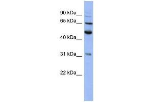 PSMD3 antibody used at 1 ug/ml to detect target protein. (PSMD3 antibody)