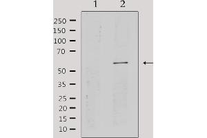 CYP2A13 antibody