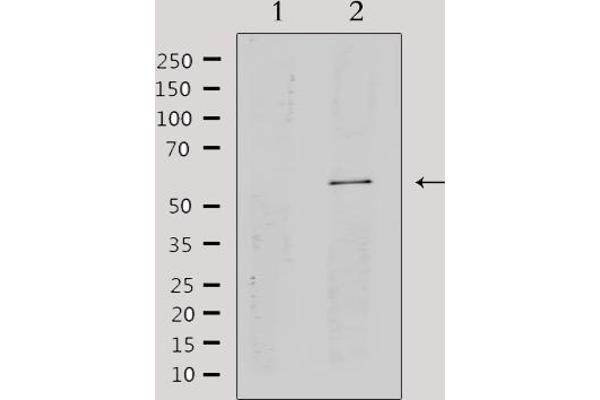 CYP2A13 antibody