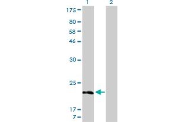 MYL5 antibody  (AA 1-132)