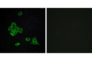 Peptide - +Immunofluorescence analysis of MCF-7 cells, using CDH26 antibody.