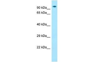 Host: Rabbit Target Name: Zfp27 Sample Type: Mouse Muscle lysates Antibody Dilution: 1. (Zinc Finger Protein 27 (ZFP27) (Middle Region) antibody)