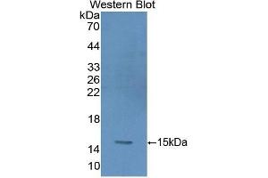 Western Blotting (WB) image for anti-Glycophorin A (GYPA) (AA 20-91) antibody (ABIN1859103) (CD235a/GYPA antibody  (AA 20-91))