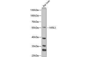 Western blot analysis of extracts of mouse liver, using NFIL3 antibody (ABIN6128336, ABIN6144564, ABIN6144566 and ABIN6218240) at 1:1000 dilution. (NFIL3 antibody  (AA 133-462))