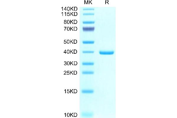 Epiregulin Protein (EREG) (AA 56-101) (Fc Tag)