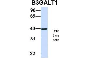 Host:  Rabbit  Target Name:  B3GALT1  Sample Type:  Human Fetal Brain  Antibody Dilution:  1. (B3GALT1 antibody  (N-Term))