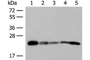 Western blot analysis of 293T 231 HUVEC Hela and A549 cell lysates using MT-CO2 Polyclonal Antibody at dilution of 1:400 (COX2 antibody)