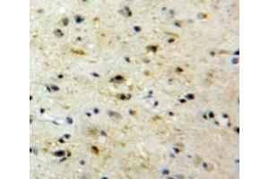 #VALUE! (Neuregulin 1 antibody  (AA 264-393))