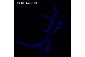 Immunofluorescence (IF) image for anti-tdTomato Fluorescent Protein (tdTomato) antibody (DyLight 633) (ABIN7273114) (tdTomato antibody  (DyLight 633))