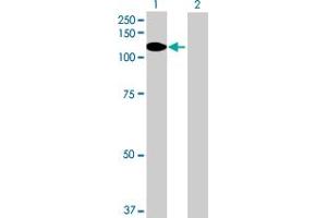 Western Blot analysis of PDZRN4 expression in transfected 293T cell line by PDZRN4 MaxPab polyclonal antibody. (PDZRN4 antibody  (AA 1-778))