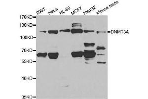 Western blot analysis of extracts of various cell lines, using DNMT3A antibody. (DNMT3A antibody  (AA 500-700))