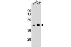 Western blot analysis of OR10A4 Antibody (C-term) Cat. (OR10A4 antibody  (C-Term))