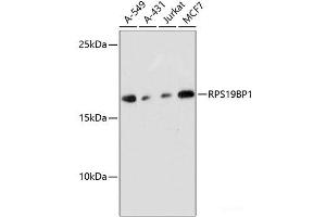 Western blot analysis of extracts of various cell lines using RPS19BP1 Polyclonal Antibody at dilution of 1:3000. (RPS19BP1 antibody)