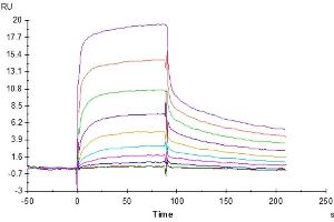 Human FcRn, His Tag captured on CM5 Chip via Anti-His Antibody can bind Human IgG4 Fc, No Tag with an affinity constant of 1.
