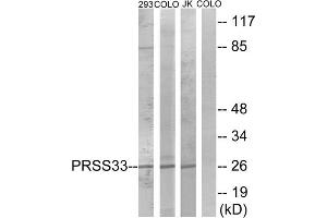 Western blot analysis of extracts from 293 cells, COLO cells and Jurkat cells, using PRSS33 antibody.