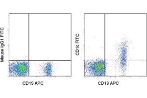 Image no. 1 for anti-T-cell surface glycoprotein CD1c (CD1C) antibody (FITC) (ABIN474711) (CD1c antibody  (FITC))