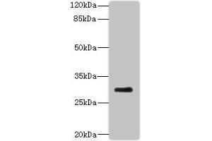 Western blot All lanes: PROCR antibody at 2 μg/mL + Mouse lung tissue Secondary Goat polyclonal to rabbit at 1/10000 dilution Predicted band size: 27 kDa Observed band size: 27 kDa (PROCR antibody  (AA 18-210))