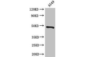 Western Blot Positive WB detected in: A549 whole cell lysate All lanes: EIF4A3 antibody at 3 μg/mL Secondary Goat polyclonal to rabbit IgG at 1/50000 dilution Predicted band size: 47 kDa Observed band size: 47 kDa (EIF4A3 antibody  (AA 6-166))