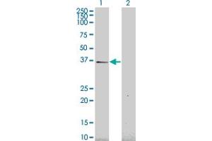 Western Blot analysis of HEY1 expression in transfected 293T cell line by HEY1 monoclonal antibody (M02), clone 2F10.