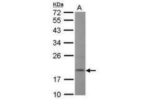 Image no. 1 for anti-5',3'-Nucleotidase, Cytosolic (NT5C) (AA 9-201) antibody (ABIN1499832) (NT5C antibody  (AA 9-201))