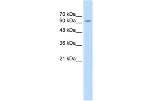 Western Blotting (WB) image for anti-Sarcosine Dehydrogenase (SARDH) antibody (ABIN2462570) (SARDH antibody)