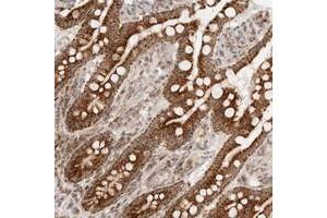 Immunohistochemical staining of human small intestine with MRPL55 polyclonal antibody  shows strong granular cytoplasmic positivity in glandular cells. (MRPL55 antibody)